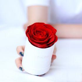 Preserved Flower Flower Pot 1 A- Grade Rose (Option: White Red Flower)